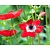 Anemone coronaria 'Hollandia'