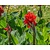 Canna 'Red Dazzler' - knol