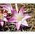 Amaryllis belladonna