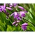 Bletilla striata