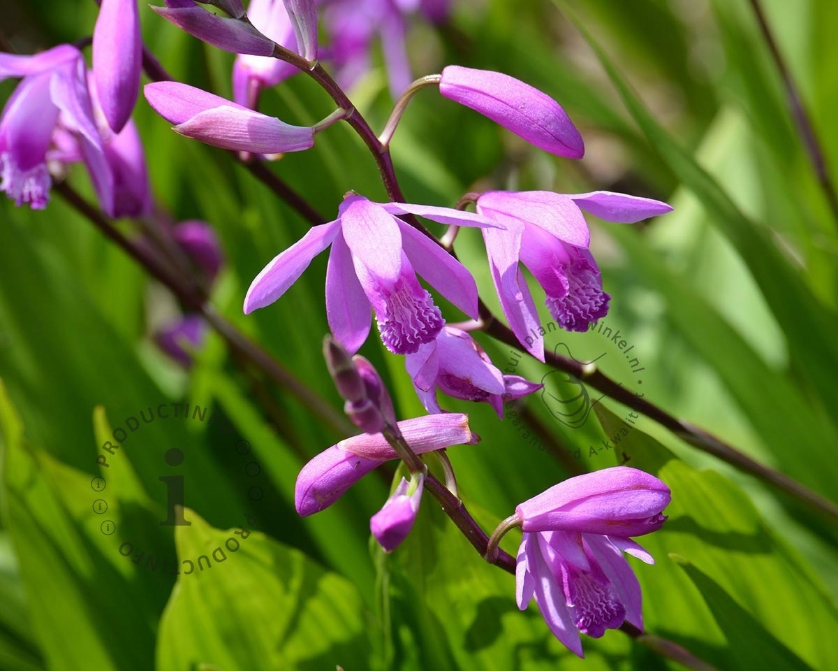 Bletilla striata