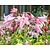 Crinum x powellii