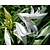 Crinum x powellii 'Album'