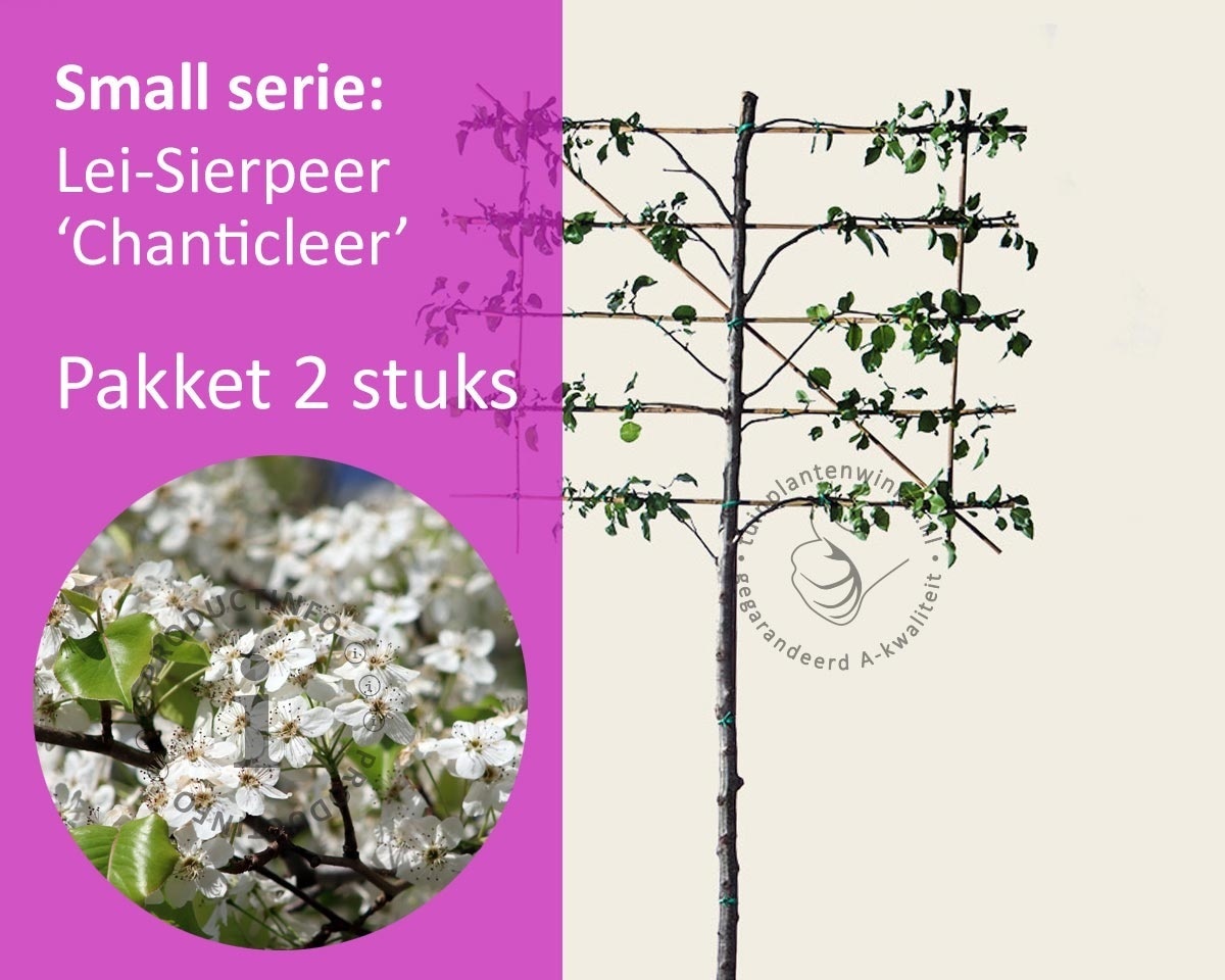 Lei-Sierpeer 'Chanticleer' - Small - pakket 2 stuks + EXTRA'S!