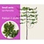 Lei-Parrotia - Small - pakket 2 stuks + EXTRA'S!