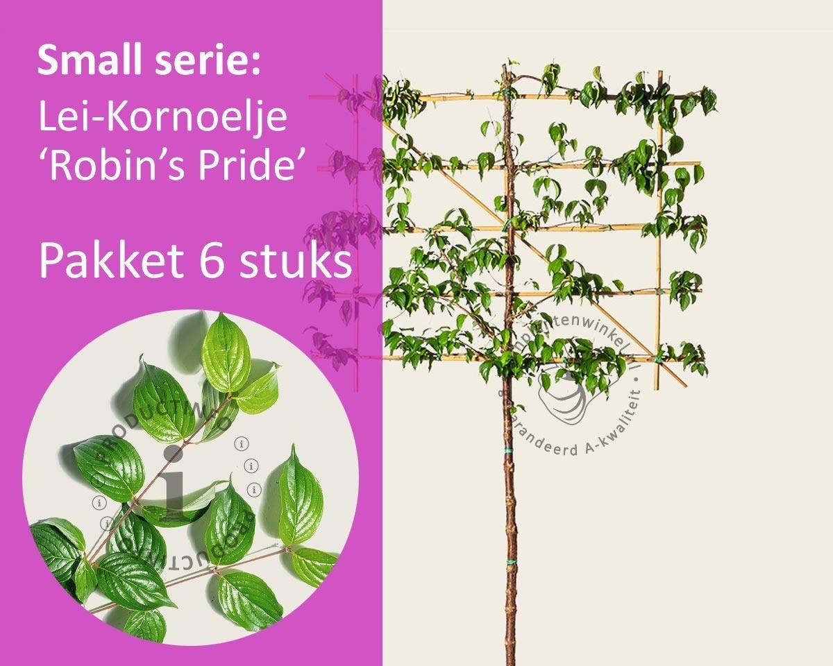 Lei-Kornoelje 'Robin's Pride' - Small - pakket 6 stuks + EXTRA'S!