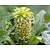 Eucomis bicolor