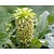 Eucomis bicolor