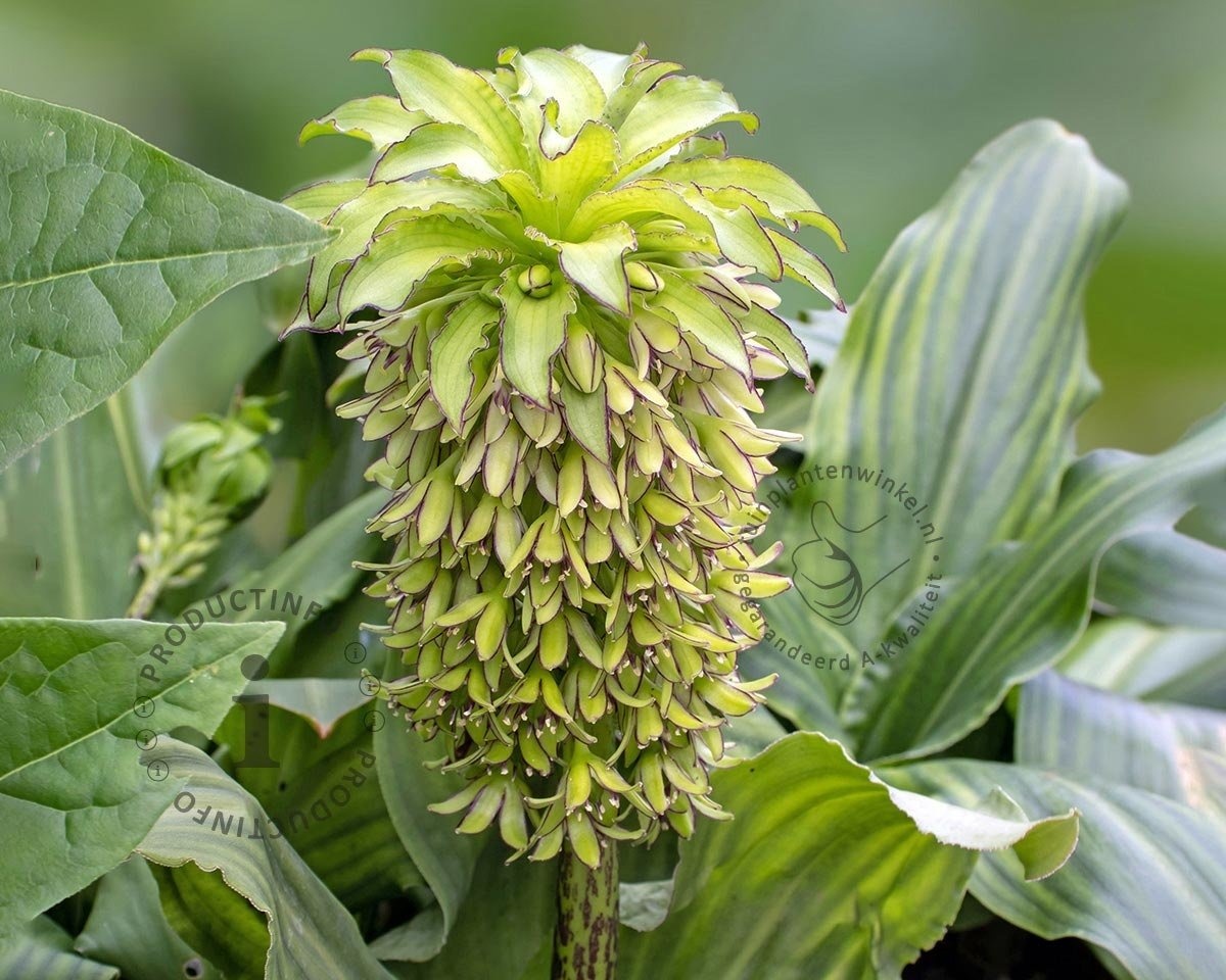 Eucomis bicolor