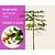 Lei-Laurier lusitanica 'Tico' - Small - pakket 5 stuks + EXTRA'S!