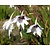 Gladiolus callianthus murielae