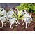 Hymenocallis festalis