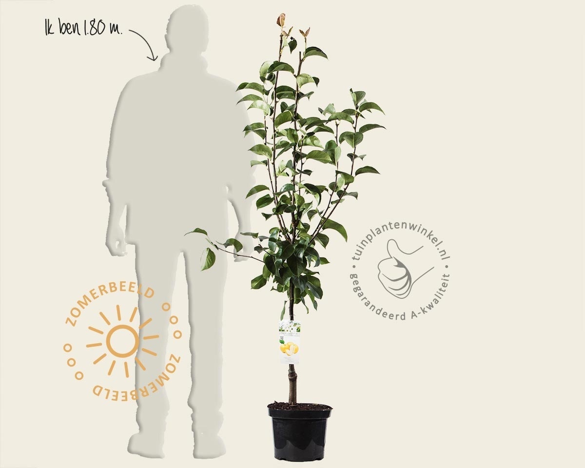 Pyrus pyrifolia 'Shinko' - laagstam