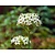 Ornithogalum saundersiae