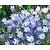 Triteleia corrina