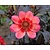 Dahlia 'Dahlegria Tricolore'