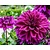 Dahlia 'Le Baron'