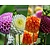Dahlia Pompon Mix