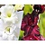 Gladiolus Black & White Mix