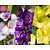 Gladiolus Purple Variation