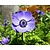 Anemone coronaria 'Mr. Fokker'