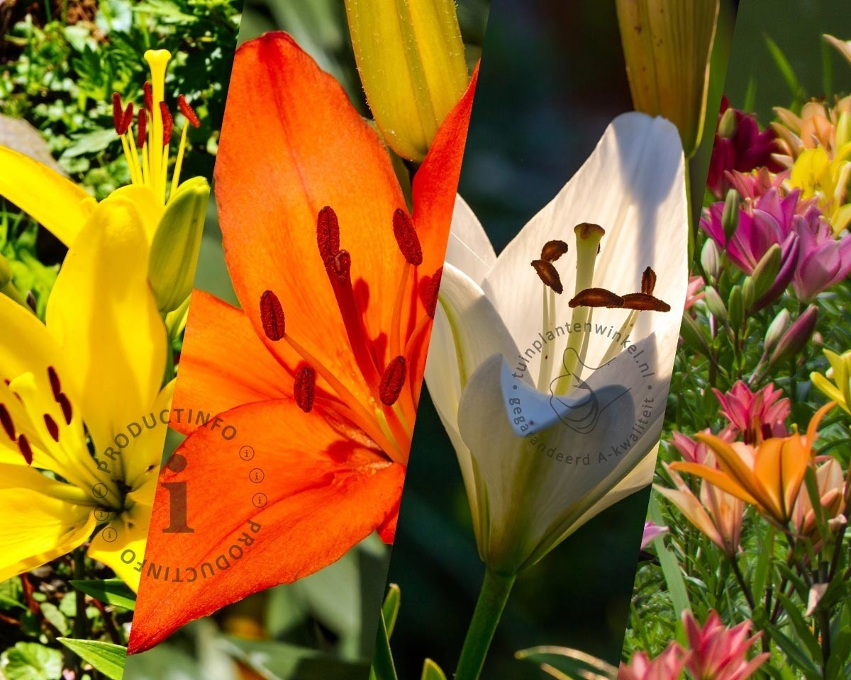 Lilium Aziatische Mix