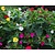 Mirabilis jalapa Mix