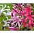 Nerine bowdenii Mix