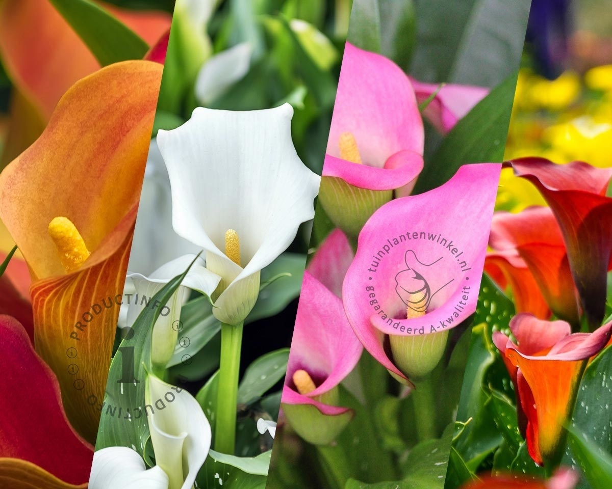 Zantedeschia Mix
