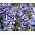 Agapanthus africanus - wortelstok