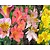 Alstroemeria Ligtu Hybriden Mix - wortelstok