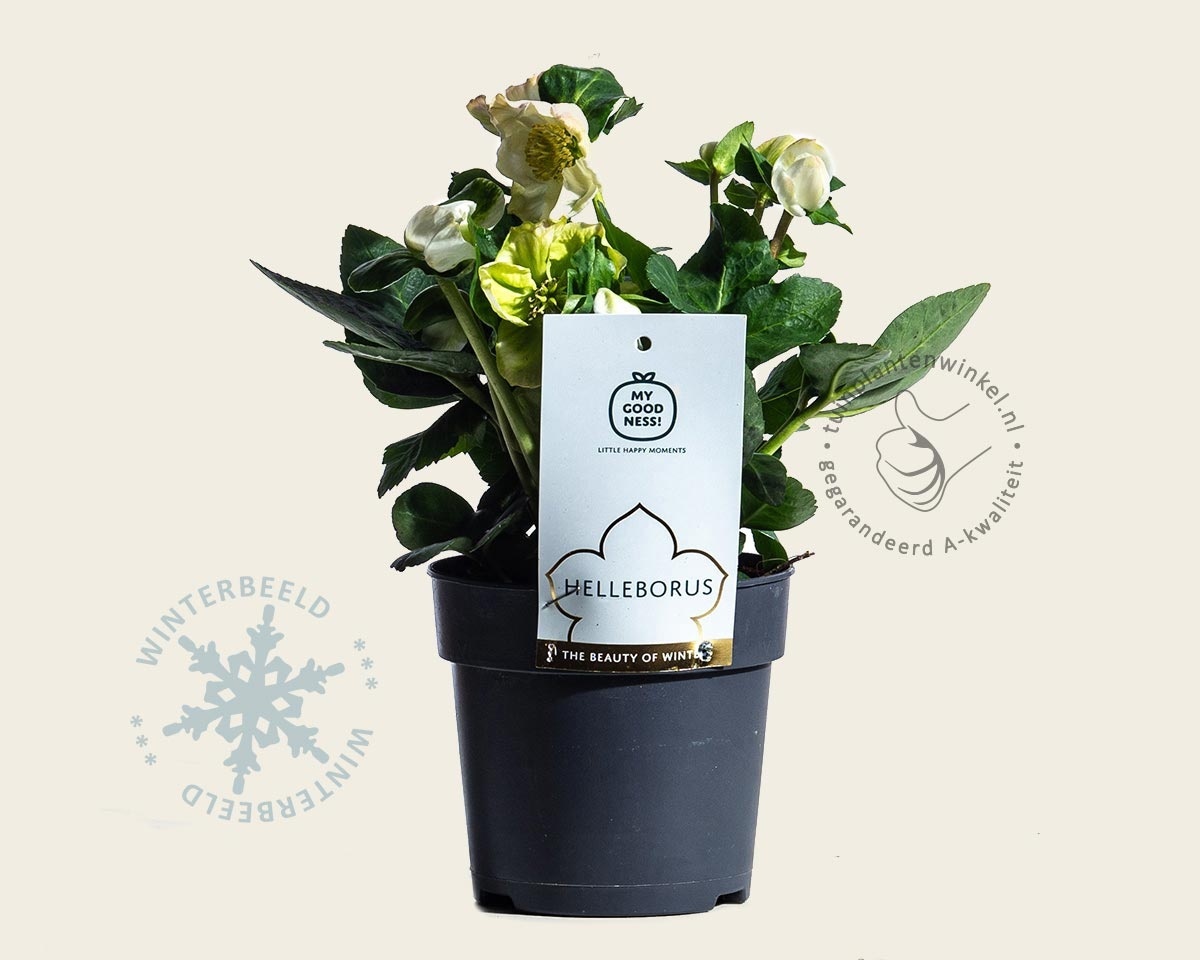 Helleborus niger 'Christmas Carol'