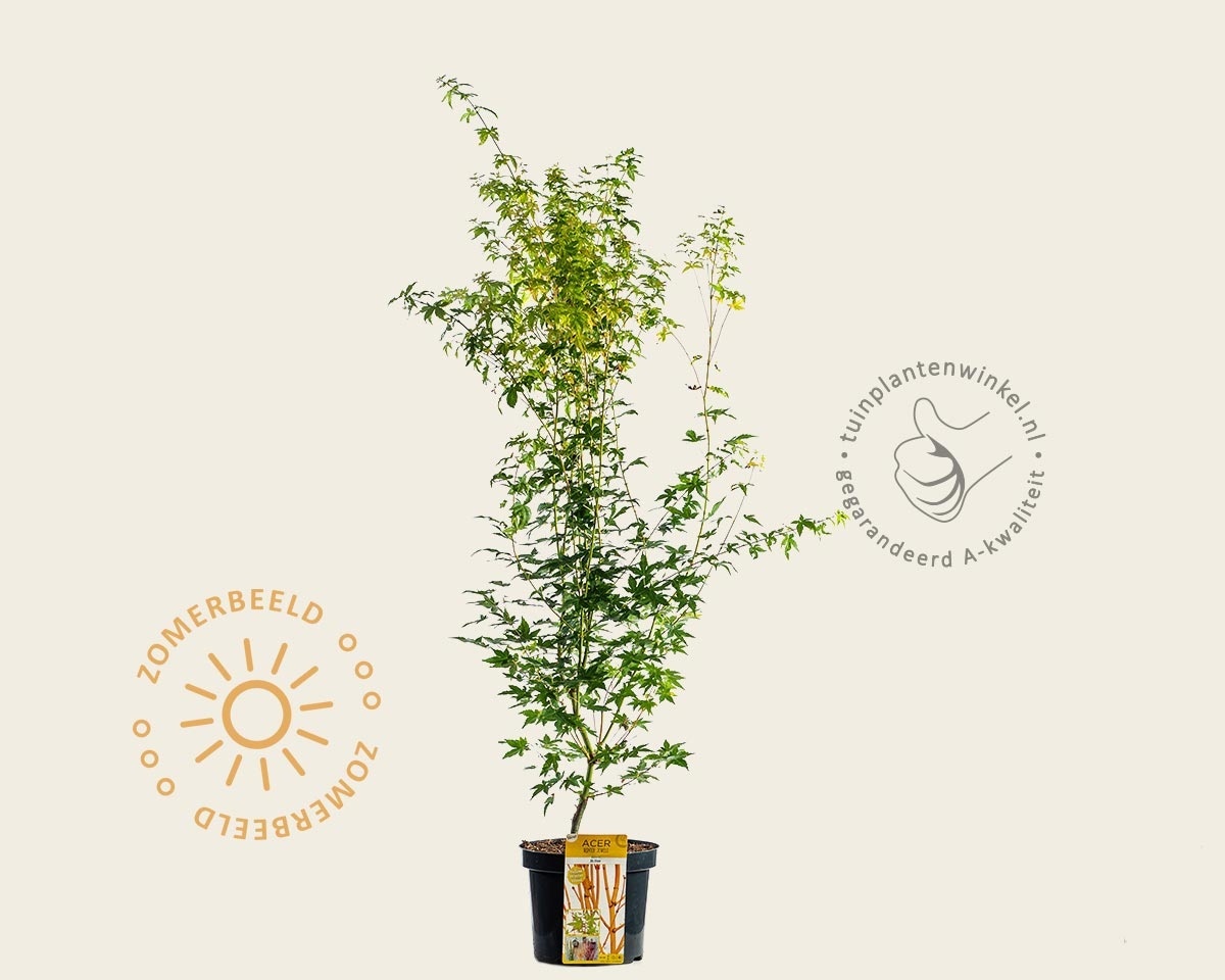 Acer palmatum 'Bi Hoo'