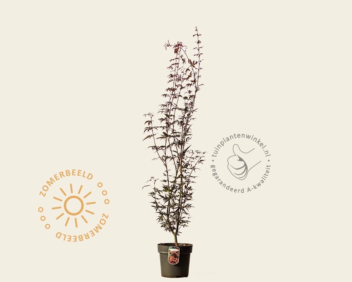 Acer palmatum 'Skeeter's Broom'