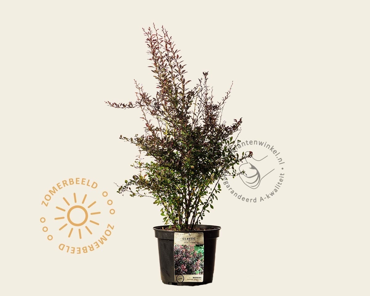 Berberis thunbergii 'Atropurpurea' - XL