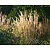 Calamagrostis acutiflora 'Karl Foerster'