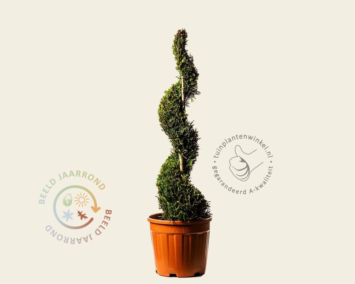 Cupressocyparis leylandii 'Castlewellan Gold' - spiraal