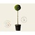 Cupressocyparis leylandii 'Castlewellan Gold' - bol op stam