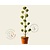 Cupressocyparis leylandii 'Gold Rider' - pompon