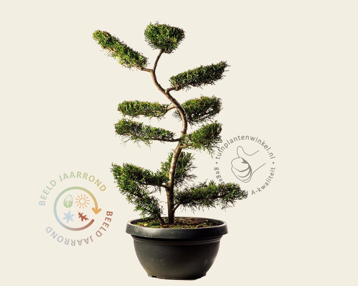Cupressocyparis leylandii - bonsai