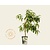 Prunus persica 'Ice Peach' - mini