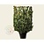Euonymus japonicus - In rek 110x160 cm
