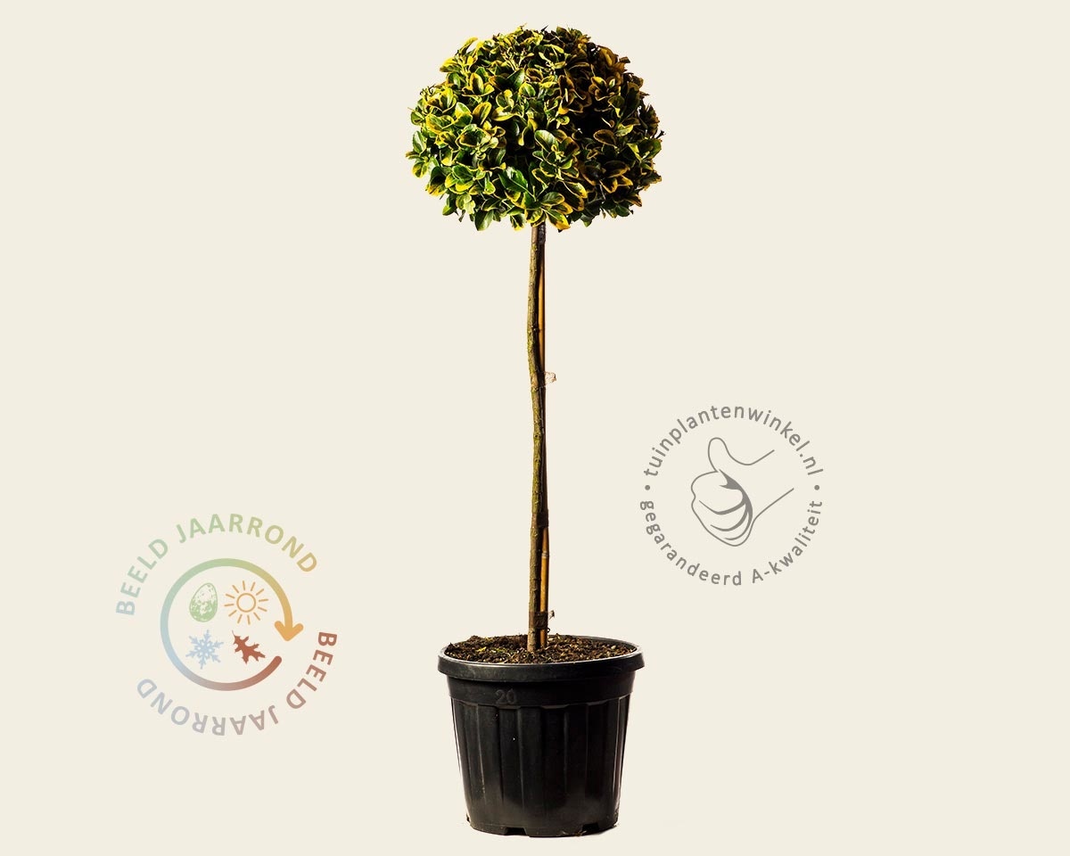 Euonymus japonicus 'Aurea'  - bol op stam