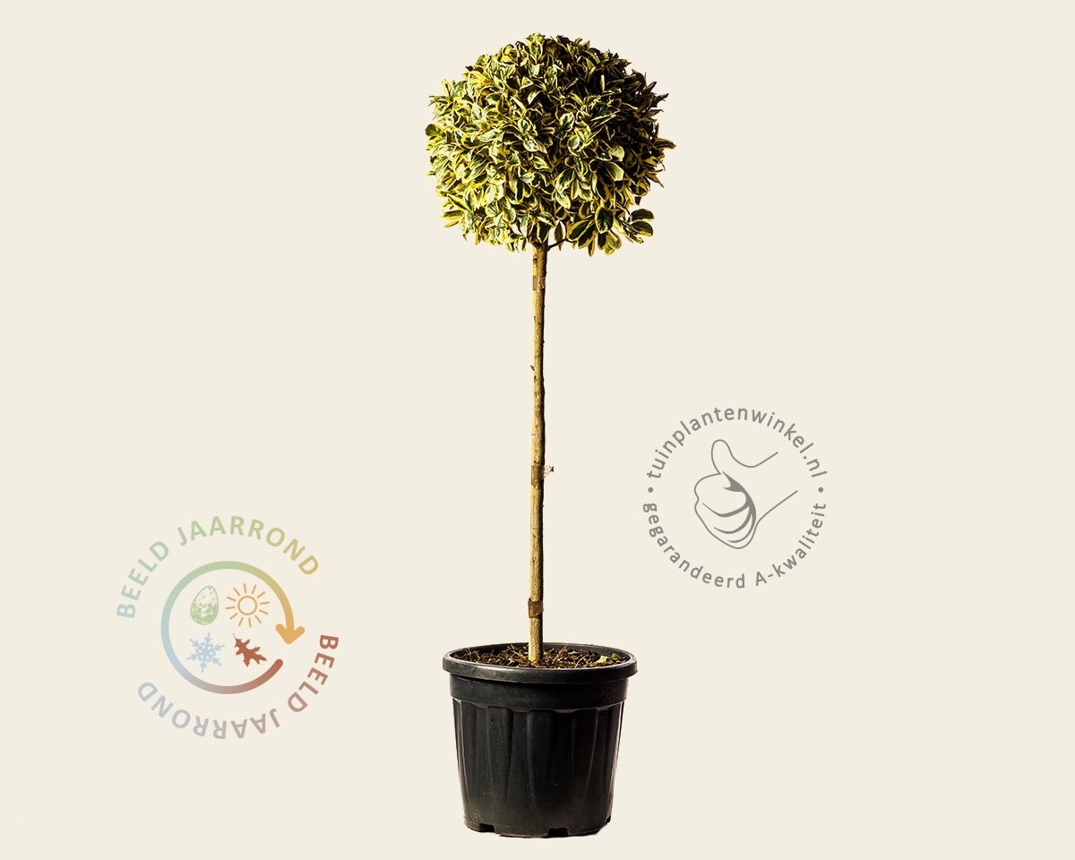 Euonymus japonicus 'Bravo'  - bol op stam