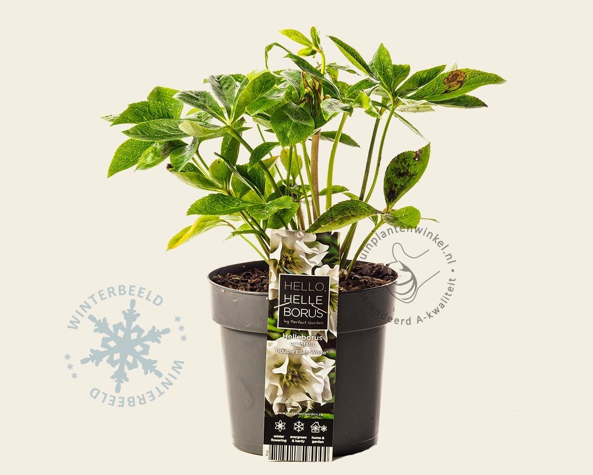 Helleborus orientalis 'Double Ellen White'