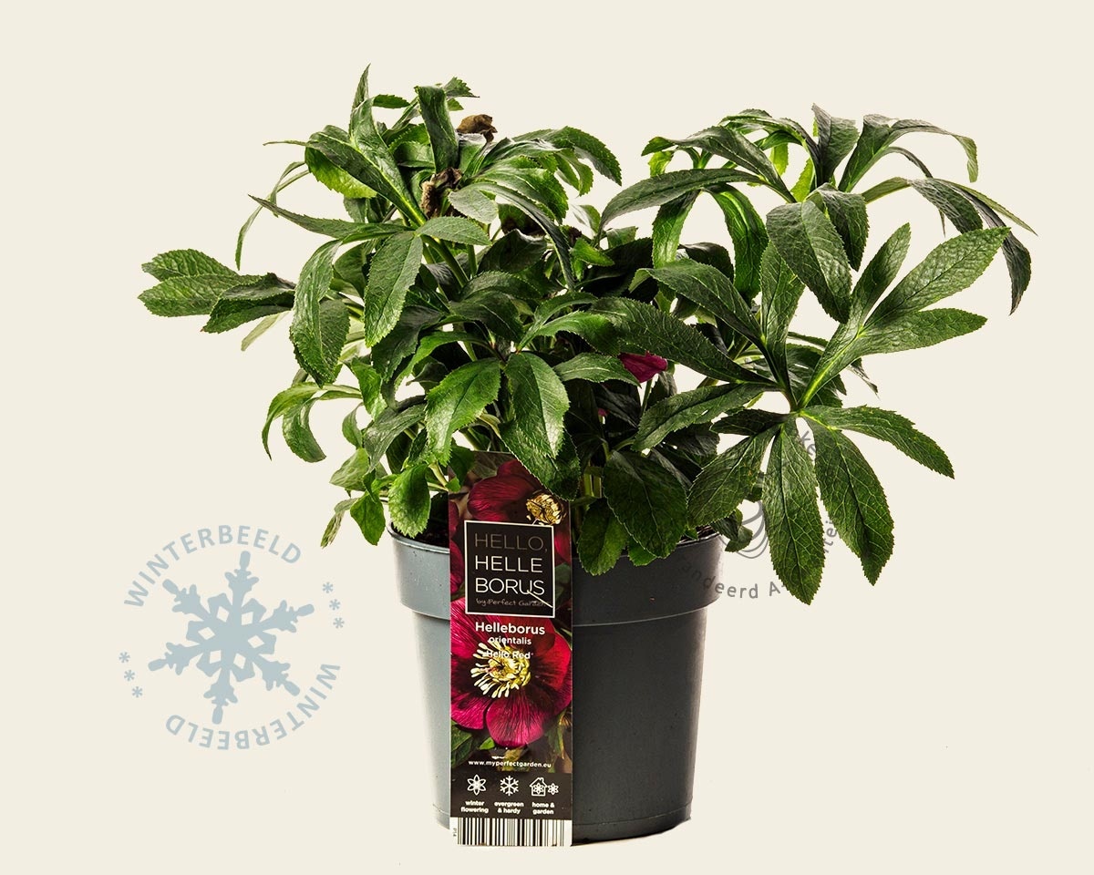 Helleborus orientalis 'Hello Red'
