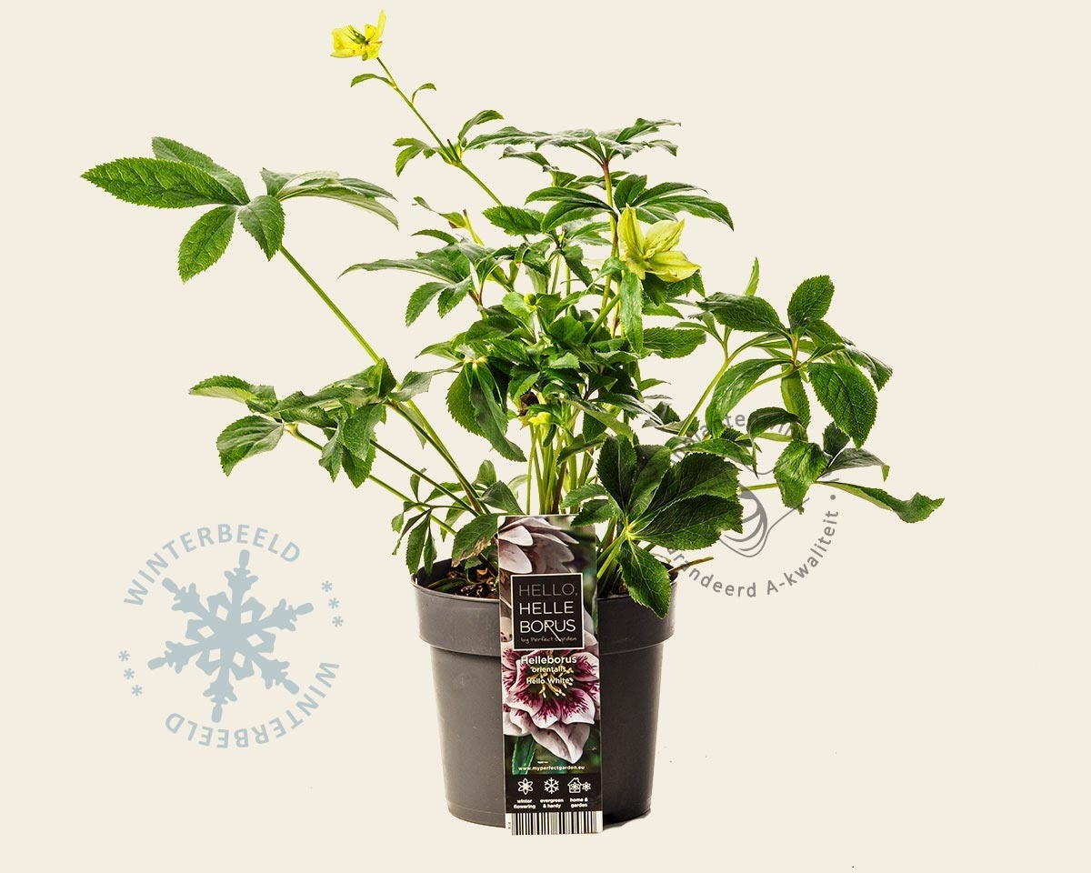Helleborus orientalis 'Hello White'