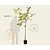 Juglans regia - halfstam