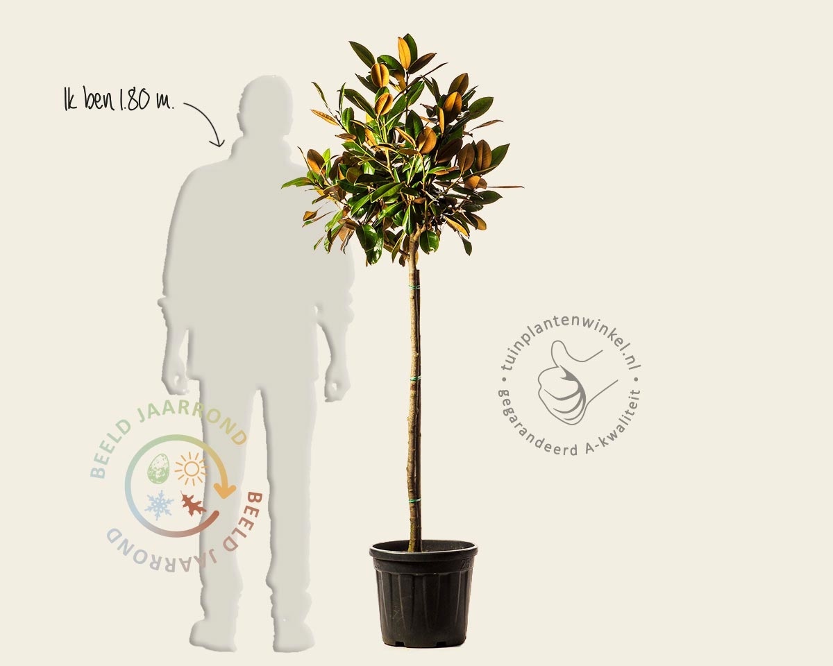 Magnolia grandiflora 'Ferruginea' - halfstam