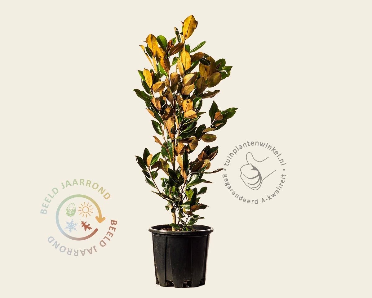 Magnolia grandiflora 'Little Gem'